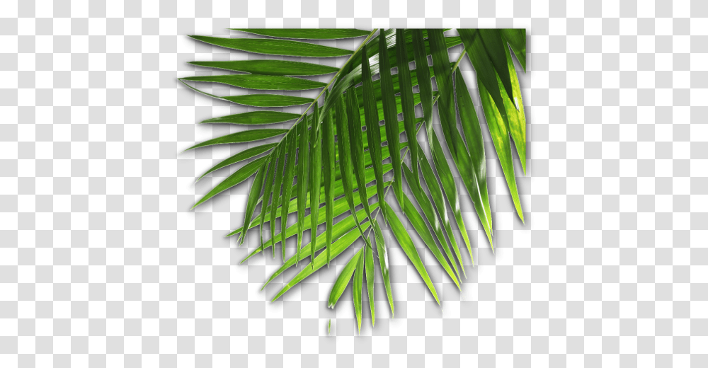 Luau 7 Image Roystonea, Leaf, Plant, Green, Tree Transparent Png