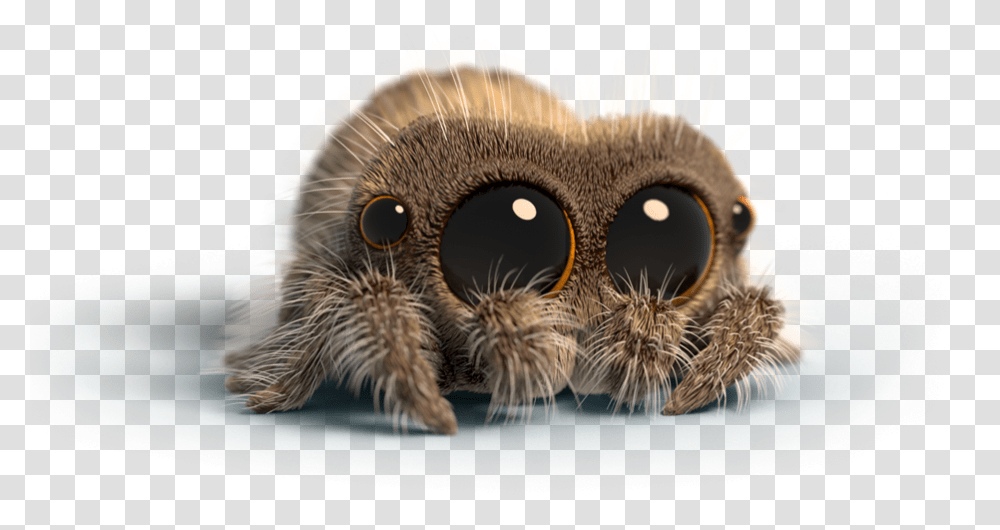 Lucas The Spider Peluche, Animal, Invertebrate, Tarantula, Insect Transparent Png