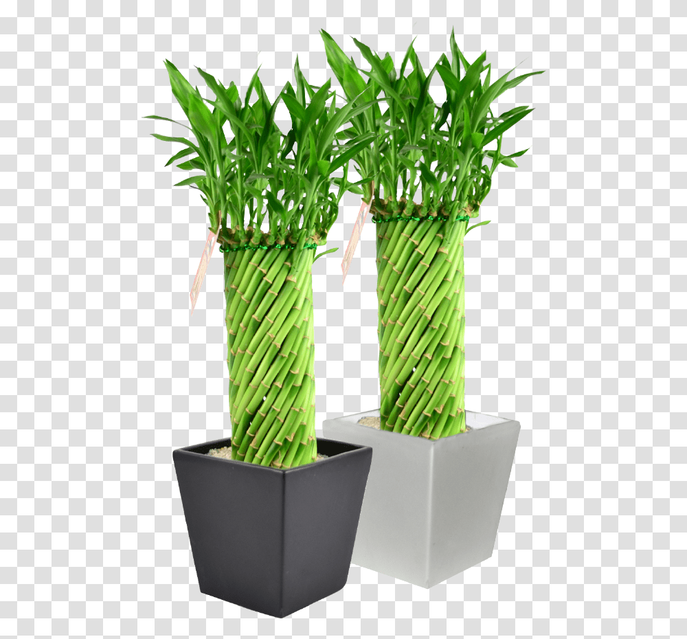 Lucky Bamboo Plant Designs, Flower, Blossom, Asparagus, Vegetable Transparent Png