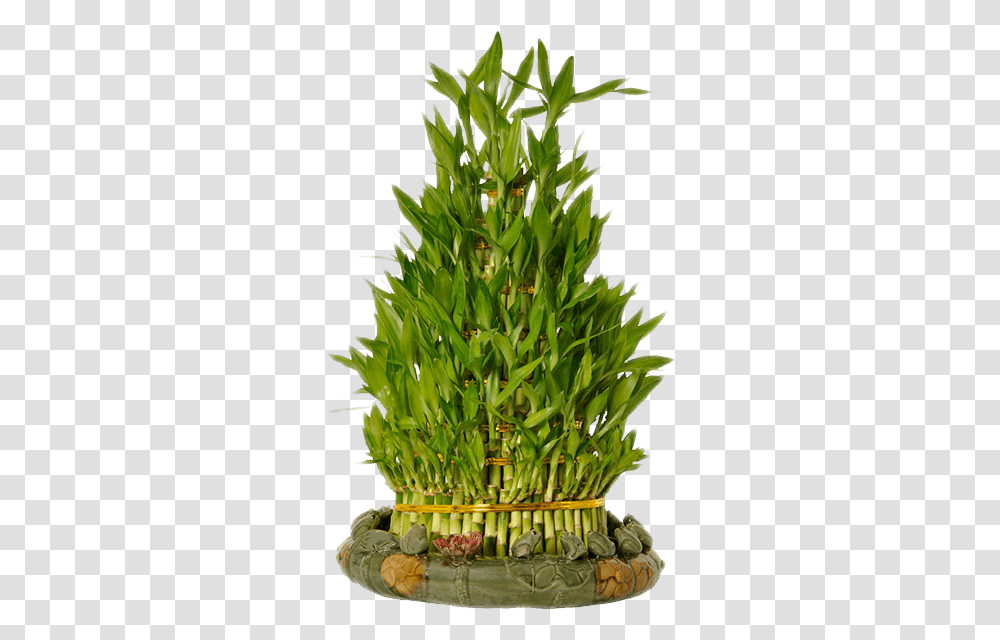 Lucky Bamboo Plant, Flower, Tree, Bird, Potted Plant Transparent Png