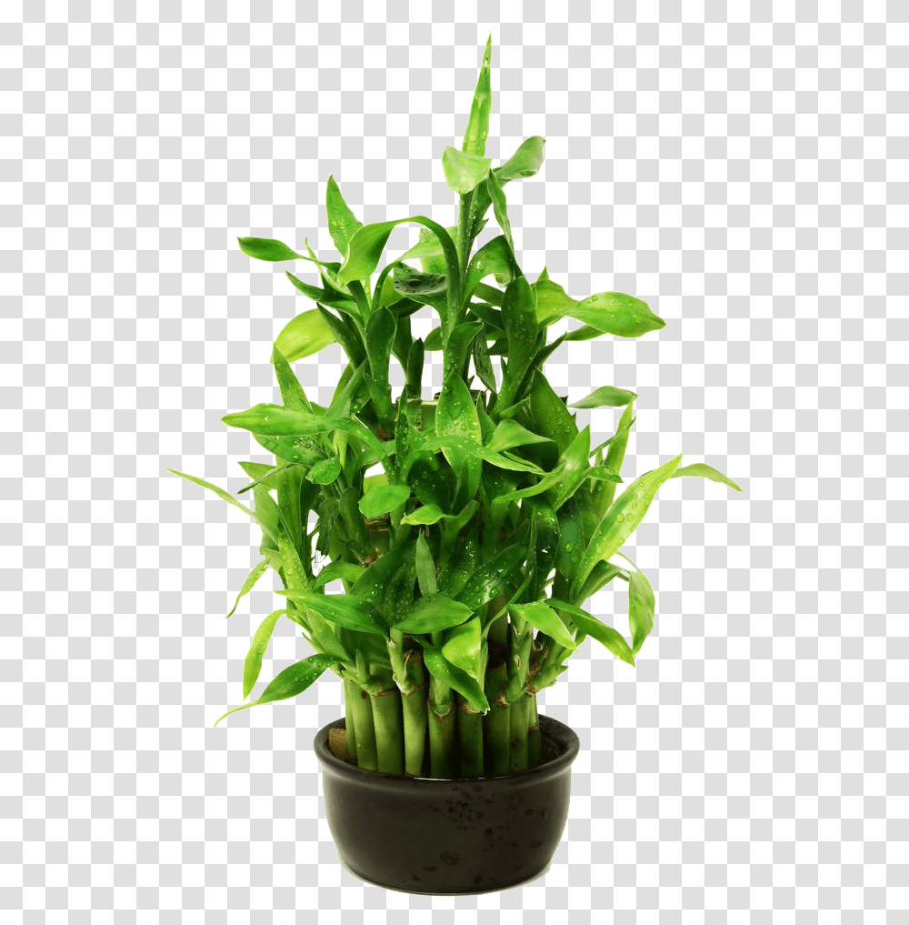 Lucky Bamboo, Plant, Leaf, Flower, Blossom Transparent Png