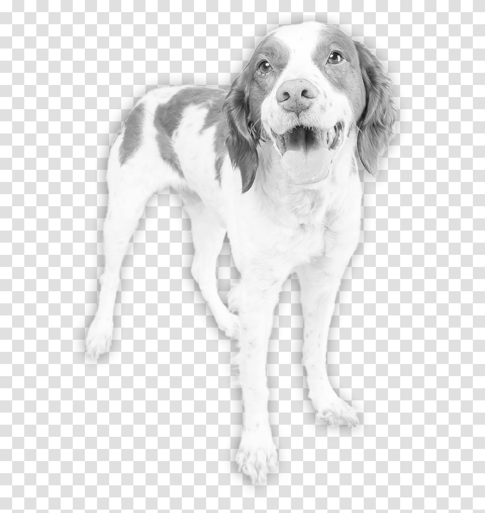 Lucky Dogs Animal Rescue Pointing Dog, Pet, Canine, Mammal, Puppy Transparent Png