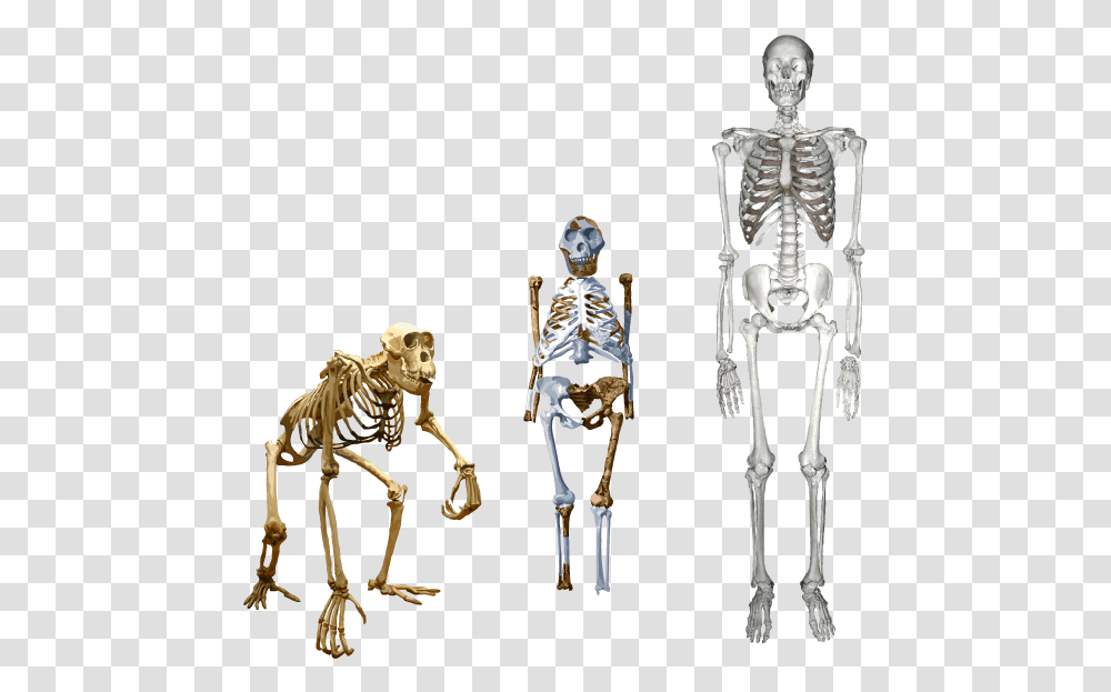 Lucy Compared To Humans, Skeleton, Person Transparent Png