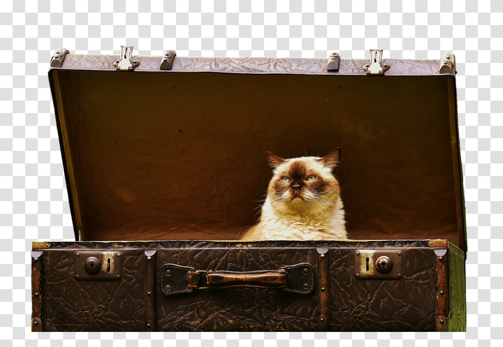 Luggage 960, Animals, Cat, Pet, Mammal Transparent Png