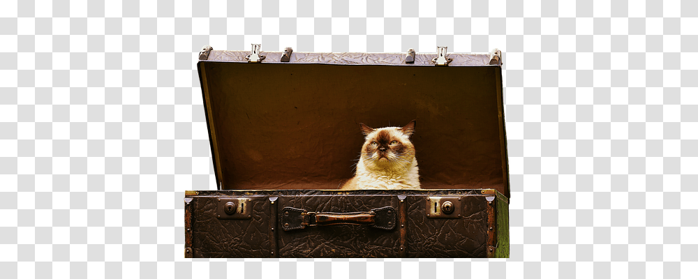 Luggage Animals, Cat, Pet, Mammal Transparent Png