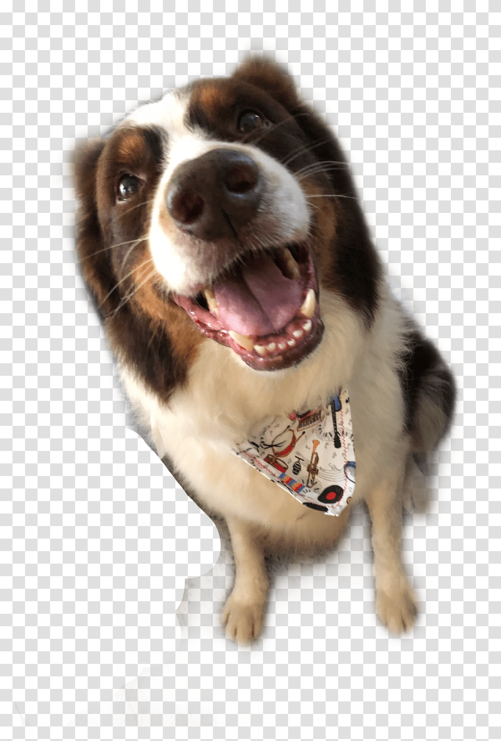 Lul Freetoedit Bernese Mountain Dog Transparent Png