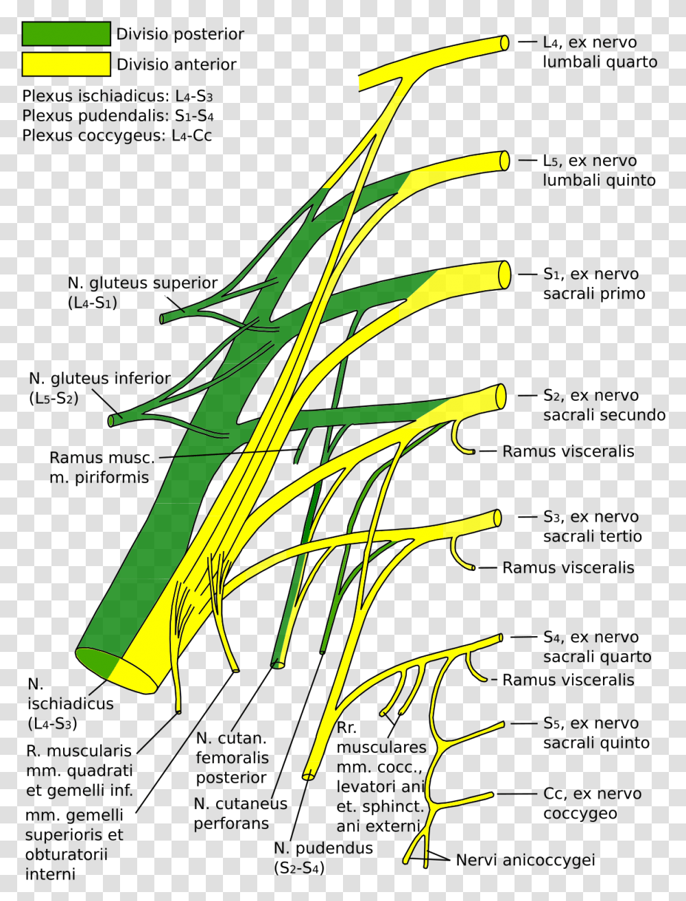 Lumbar Plexus, Plant, Grass Transparent Png