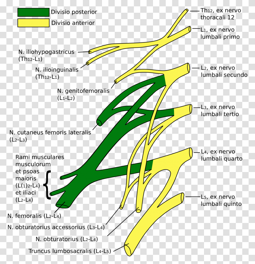 Lumbosacral Plexus, Bird, Animal, Plant Transparent Png