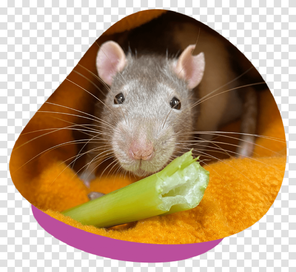 Lumps And Bumps In Mice Rats Should You Visit A Vet Small Animal Food, Rodent, Mammal, Pet Transparent Png