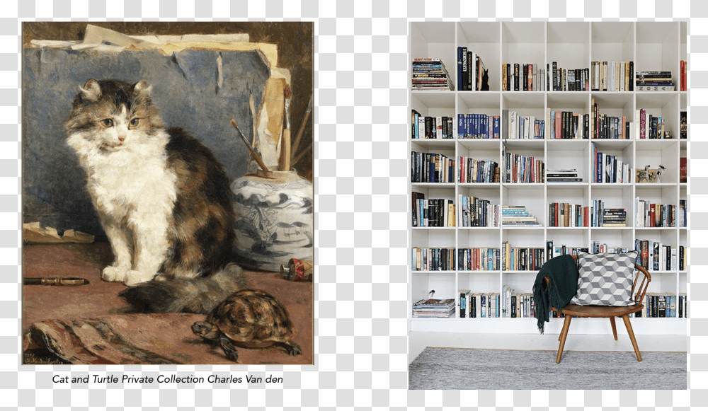 Luna Lovegood, Furniture, Bookcase, Cat, Pet Transparent Png