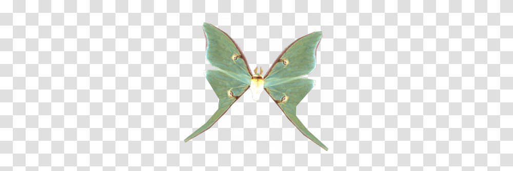 Luna Moth, Butterfly, Insect, Invertebrate, Animal Transparent Png