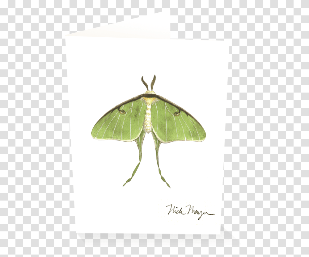 Luna Moth, Insect, Invertebrate, Animal, Butterfly Transparent Png