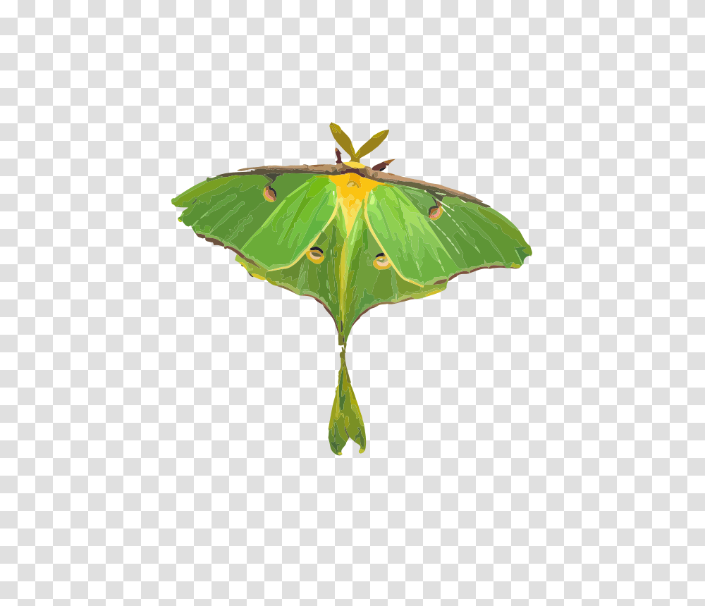 Luna Moth, Nature, Butterfly, Insect, Invertebrate Transparent Png