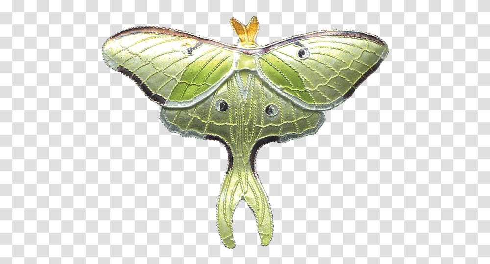 Luna Moth Pin, Cross, Insect, Invertebrate Transparent Png
