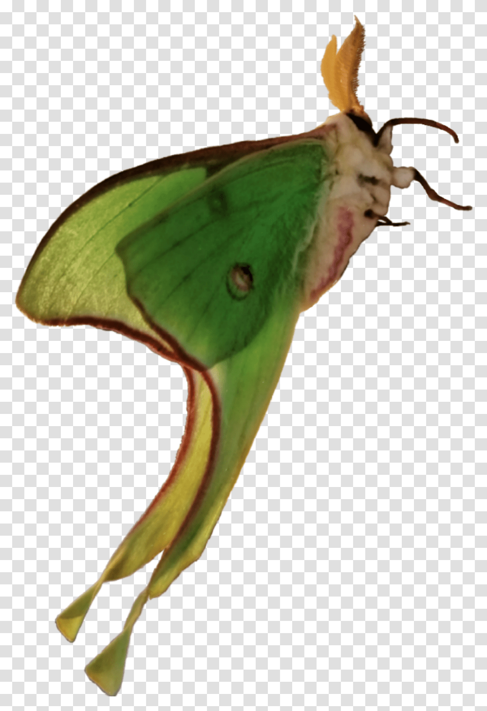 Lunamoth Moth Photography Animal Insect Remixit Luna Moth, Butterfly, Invertebrate Transparent Png