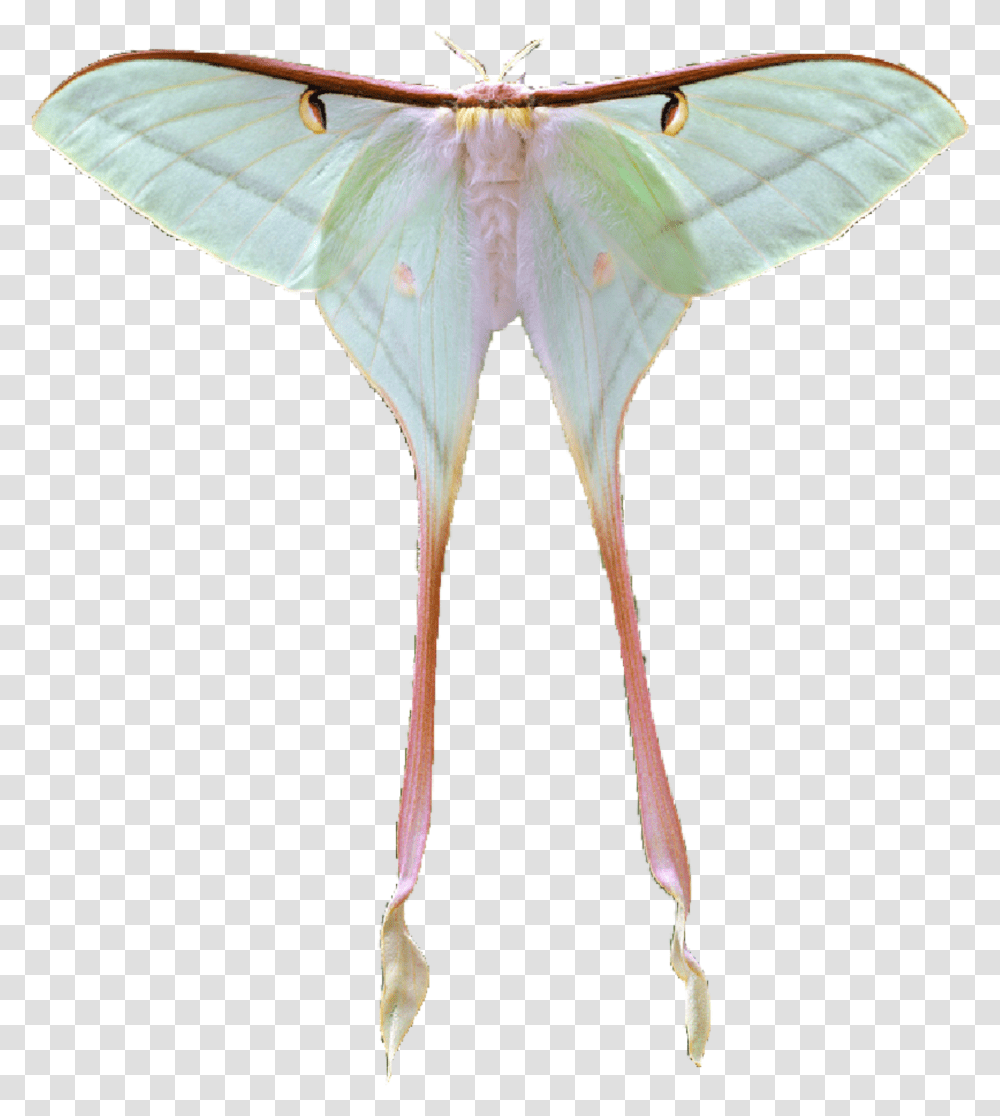 Lunamoth Moth Sticker Moon Moth, Butterfly, Insect, Invertebrate, Animal Transparent Png