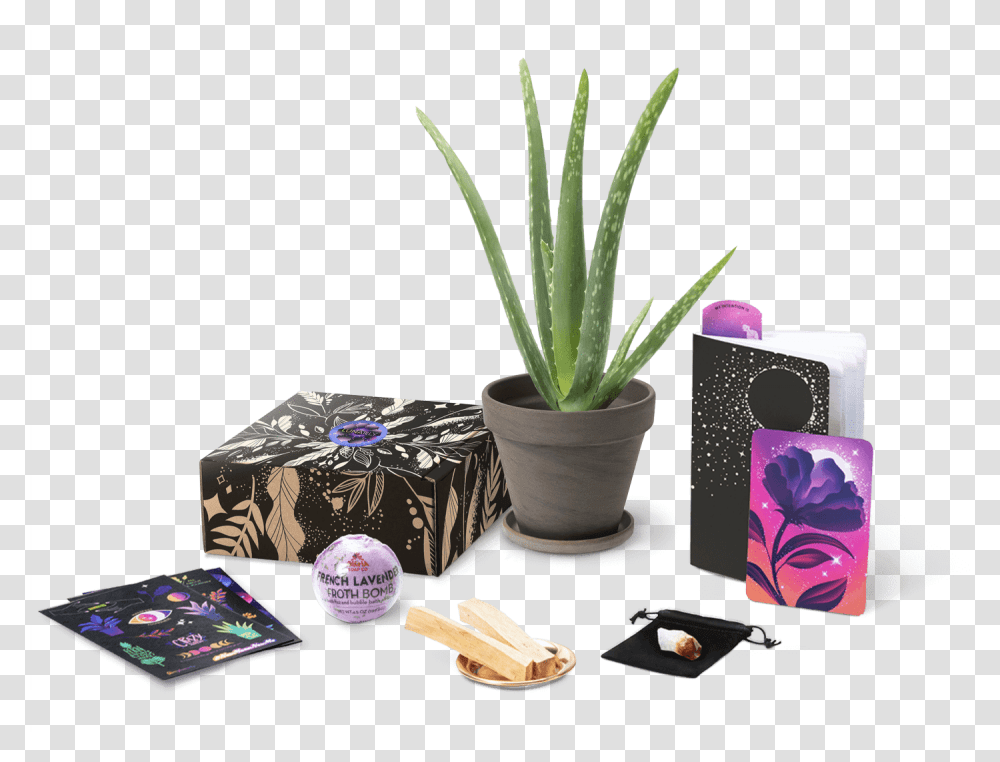 Lunarly Subscription Box, Aloe, Plant Transparent Png