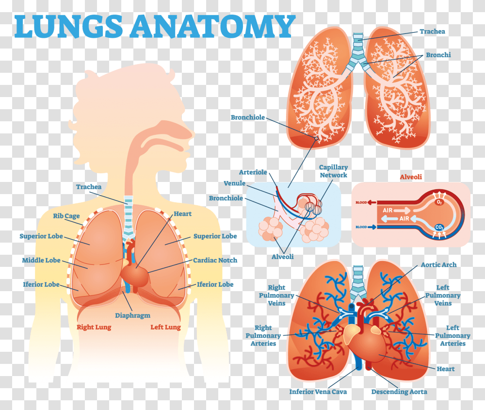 Lung Anatomy Diagram Lung Anatomy Alveoli, Heart, Plot Transparent Png