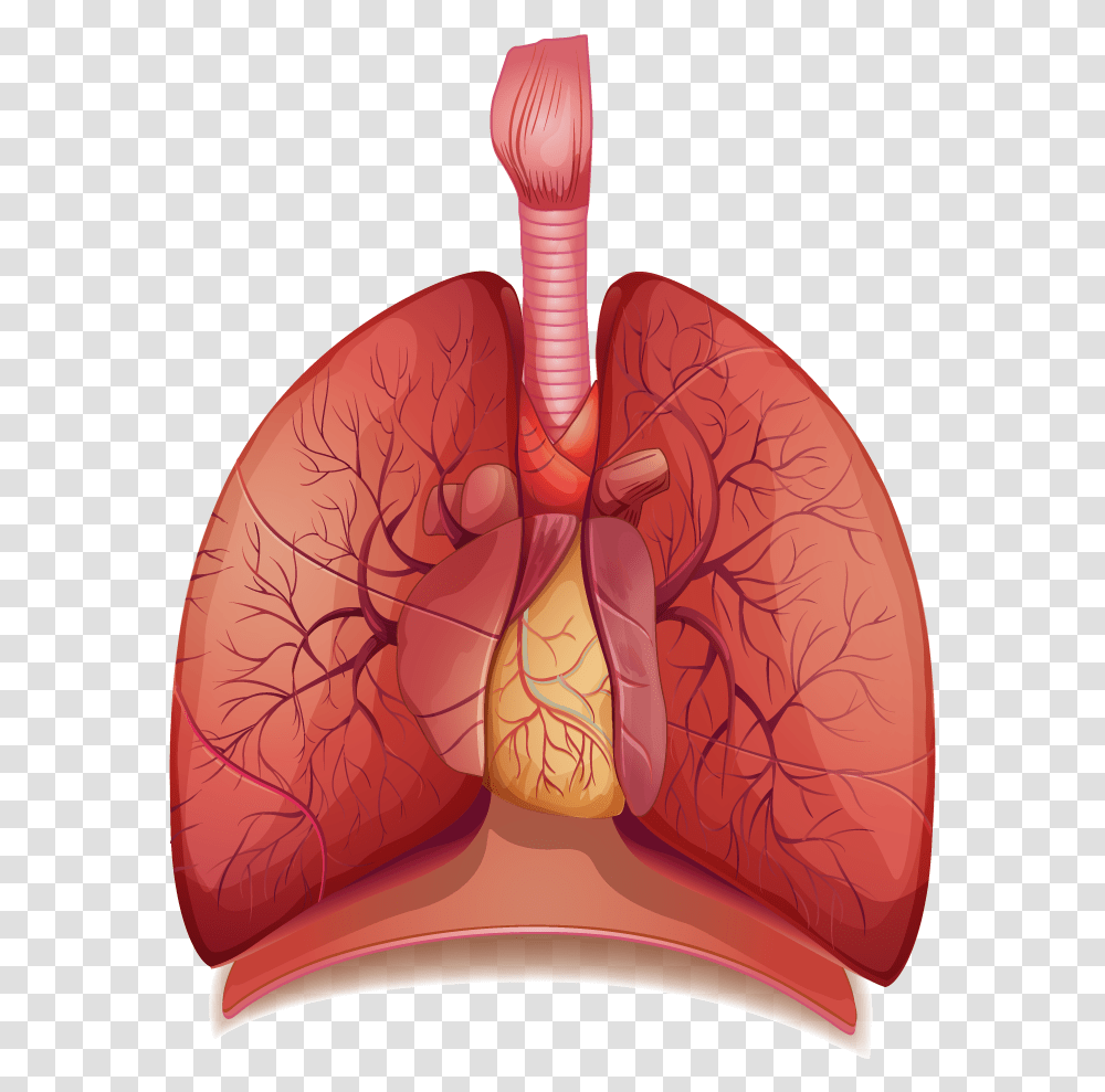 Lung Clipart 2 Image Does Asthma Look Like, Skin, Soil, Cushion, Pattern Transparent Png