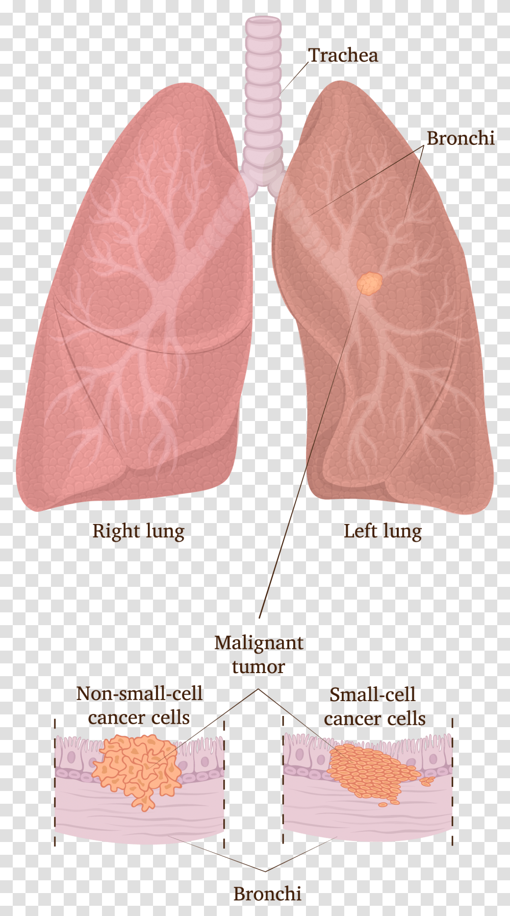 Lung, Apparel, Heel, Footwear Transparent Png