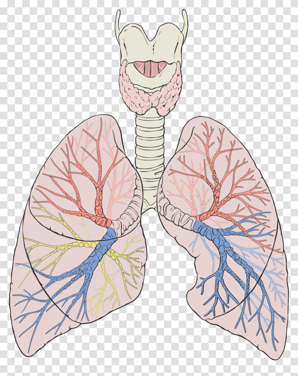 Lung, Person, Animal, Drawing Transparent Png