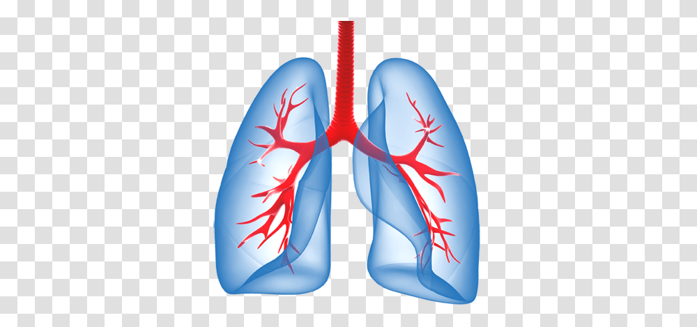 Lung, Person Transparent Png