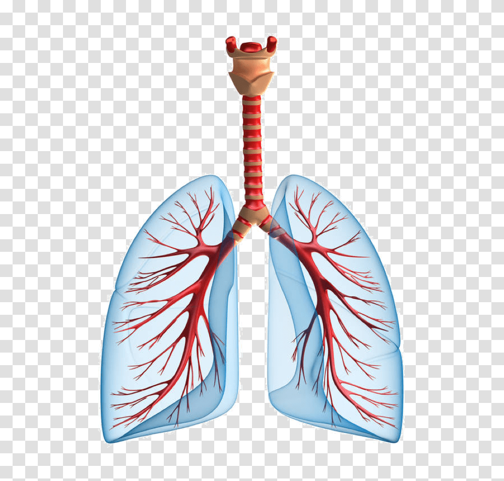Lung, Person, Veins Transparent Png