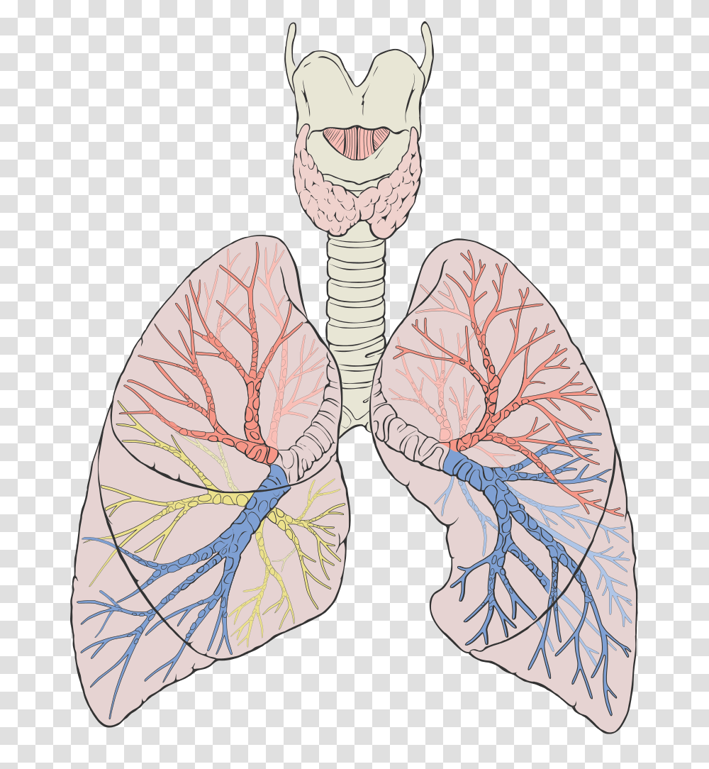 Lung, Person, Apparel, Animal Transparent Png