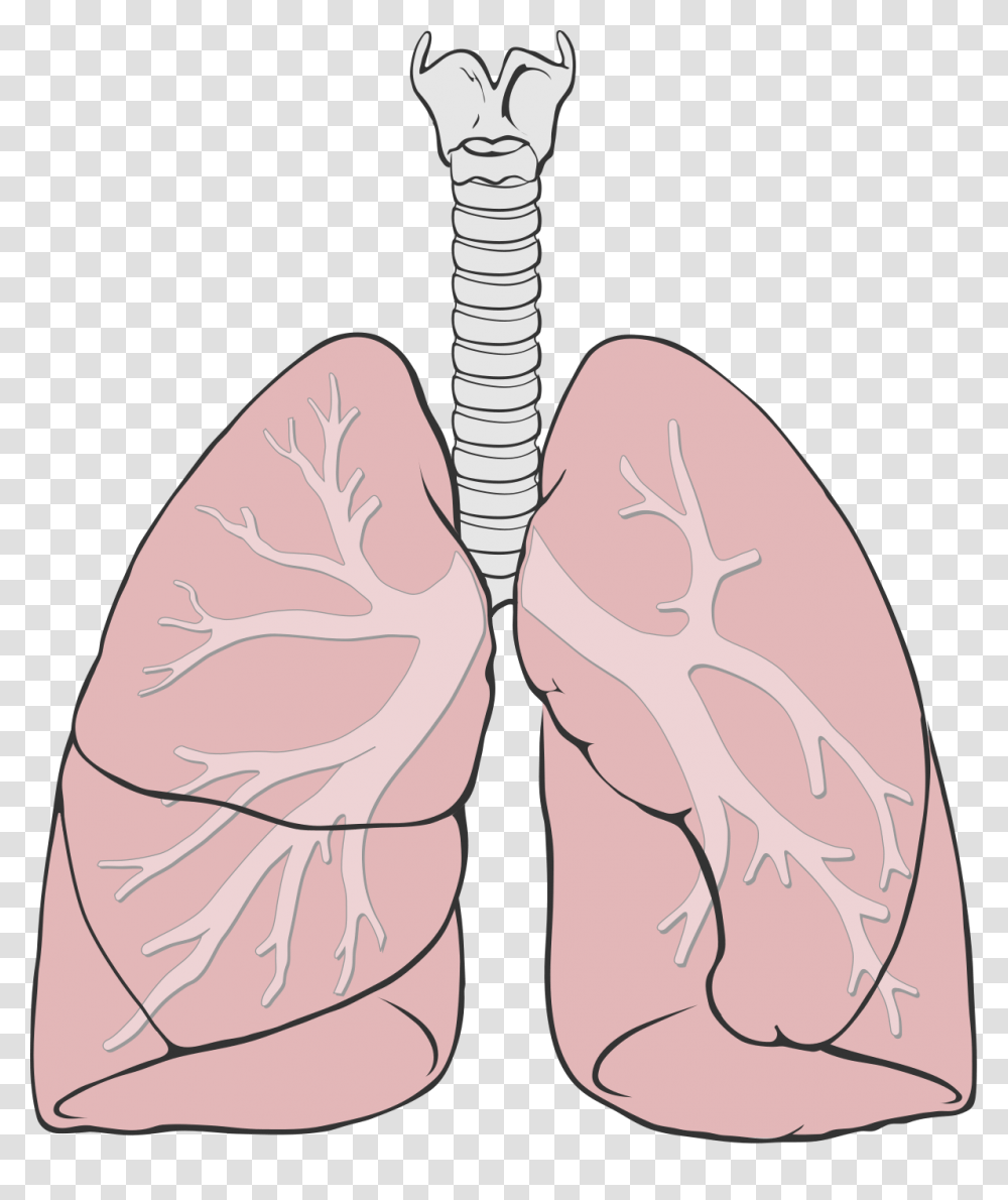 Lung, Person, Apparel, Footwear Transparent Png