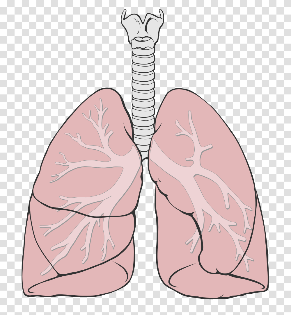 Lung, Person, Apparel, Footwear Transparent Png