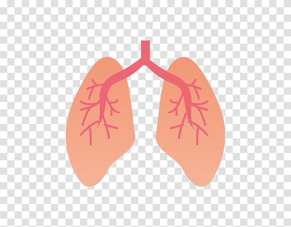 Lung, Person, Apparel, Heart Transparent Png