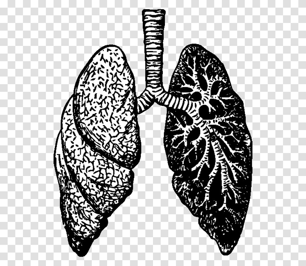 Lung, Person, Apparel, Plant Transparent Png