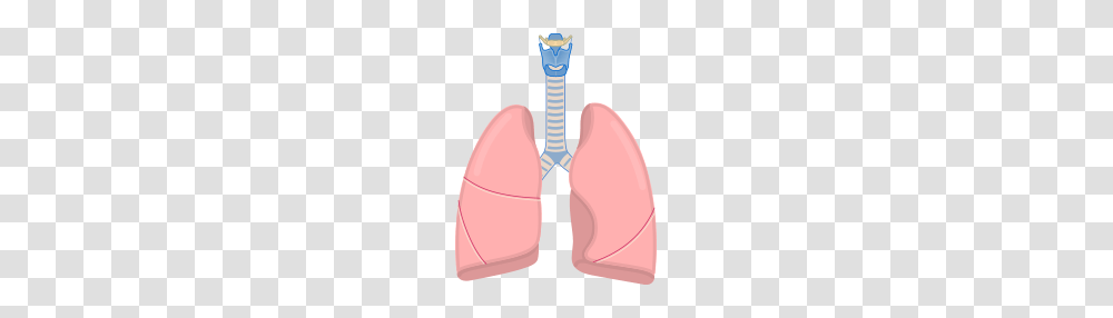 Lung, Person, Cushion, Arrowhead, Steamer Transparent Png