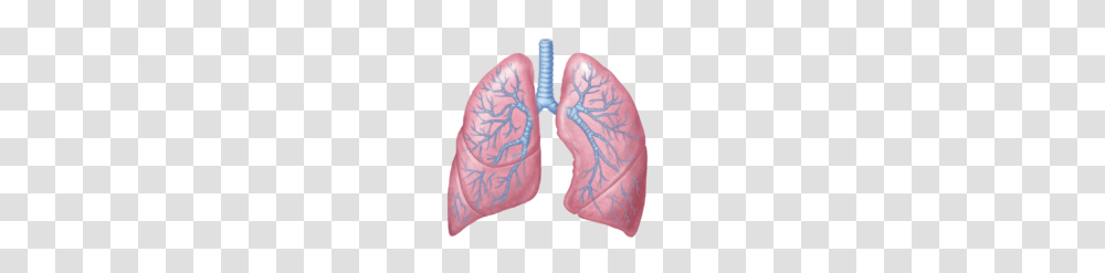 Lung, Person, Cushion, Heel, Tattoo Transparent Png