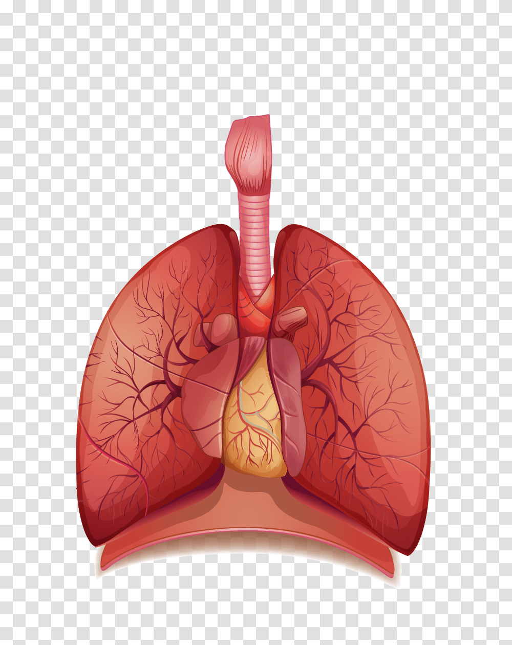 Lung, Person, Cushion, Pillow, Furniture Transparent Png