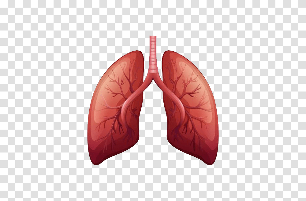 Lung, Person, Cushion, Teeth, Mouth Transparent Png
