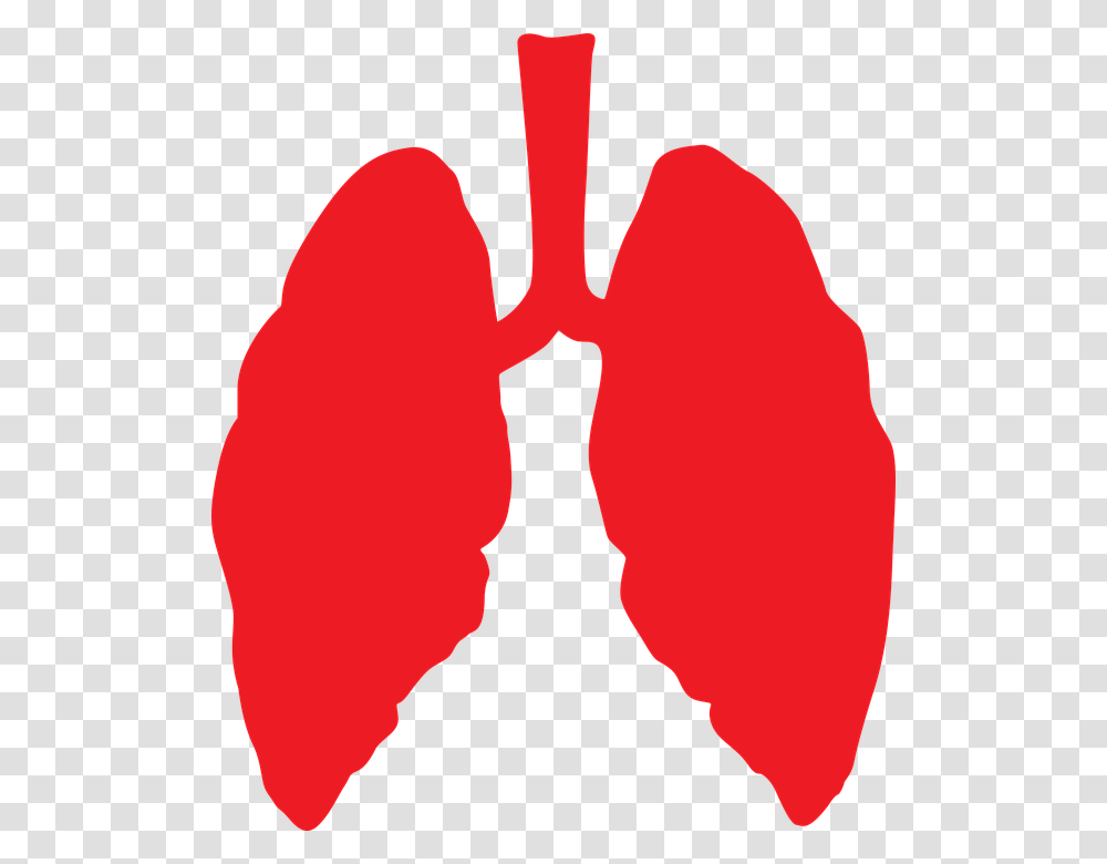 Lung, Person, Heart, Human, Mouth Transparent Png