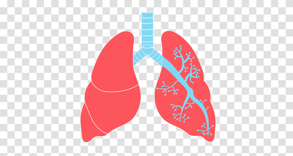 Lung, Person, Heart, Ornament Transparent Png