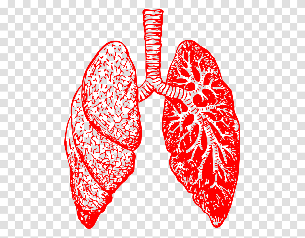 Lung, Person, Heart, Pattern, Veins Transparent Png