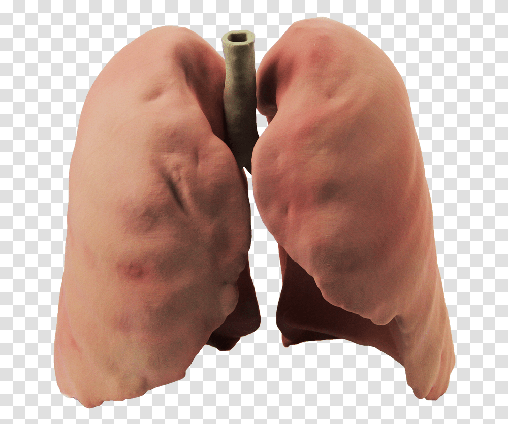 Lung, Person, Heel, Human, Hand Transparent Png