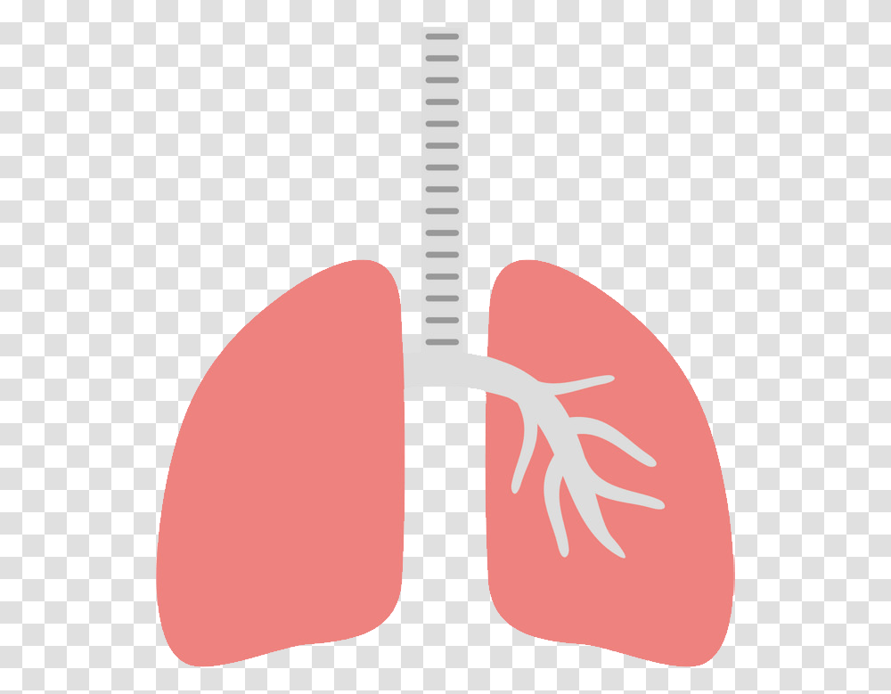 Lung, Person, Label Transparent Png