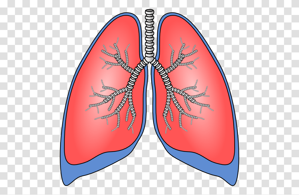 Lung, Person, Pattern, Heart, Label Transparent Png