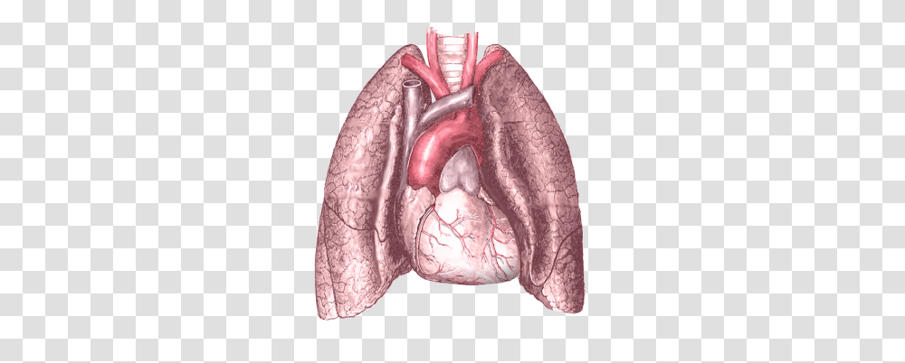 Lung, Person, Pillow, Cushion, Figurine Transparent Png