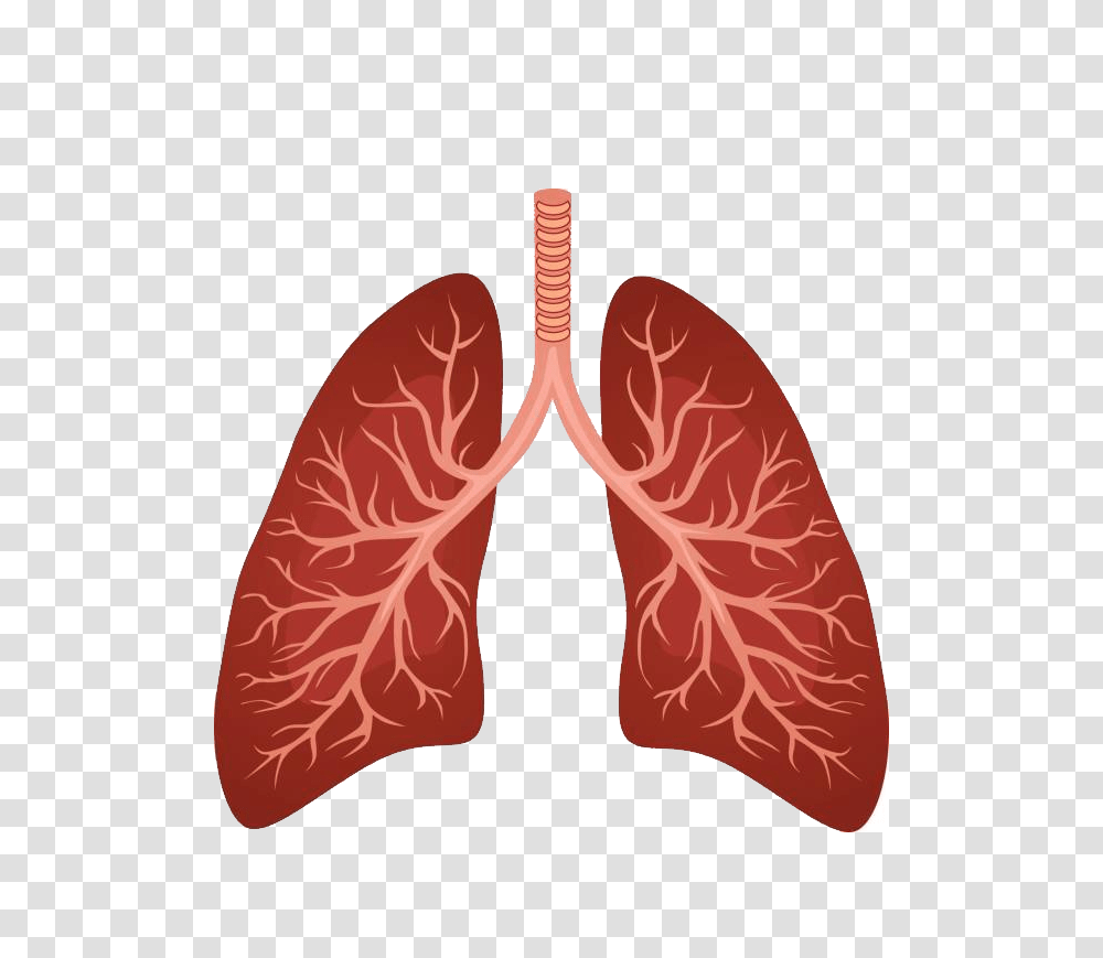 Lung, Person, Plant, Apparel Transparent Png