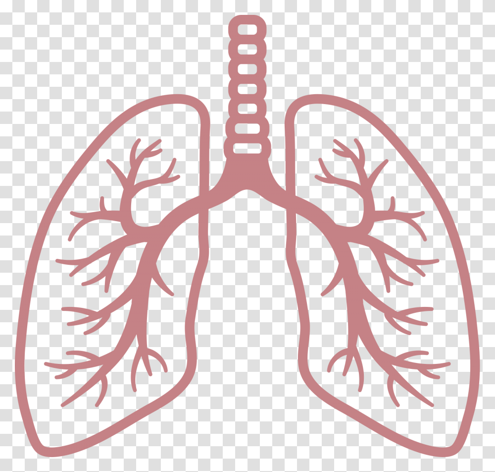 Lung, Person, Skeleton Transparent Png
