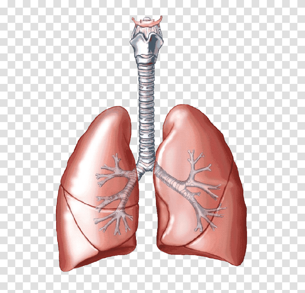 Lung, Person, Skin, Apparel Transparent Png