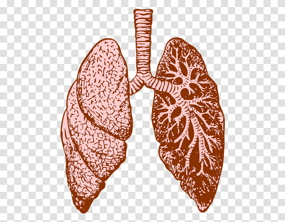 Lungs Clipart 5 Image Lung, Clothing, Apparel, Pattern, Heart Transparent Png