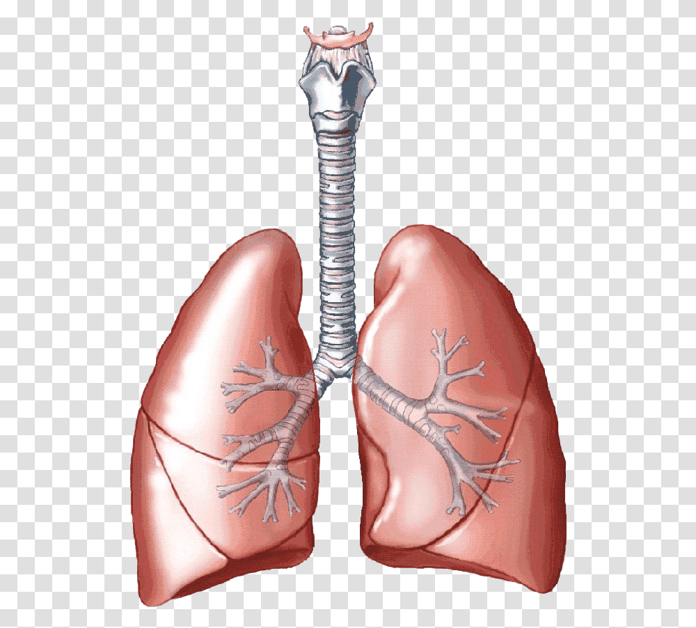 Lungs Clipart Pulmones Biology Lungs, Skin, Apparel, Torso Transparent Png