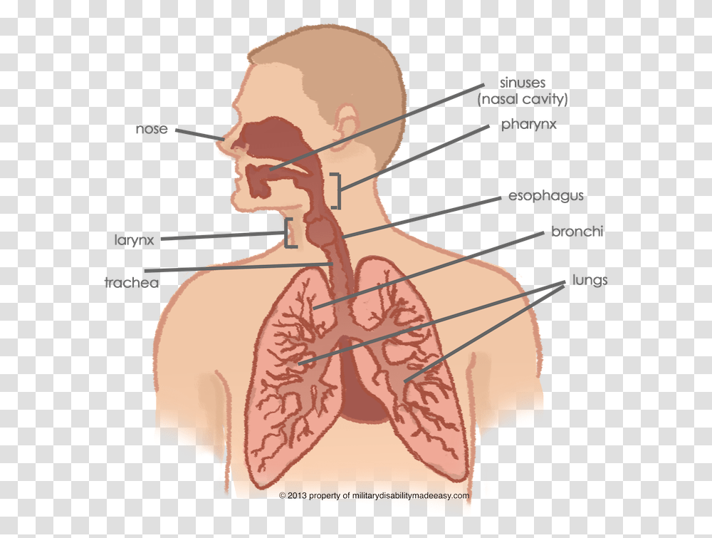 Lungs Connected To Throat, Neck, Shoulder, Person, Human Transparent Png