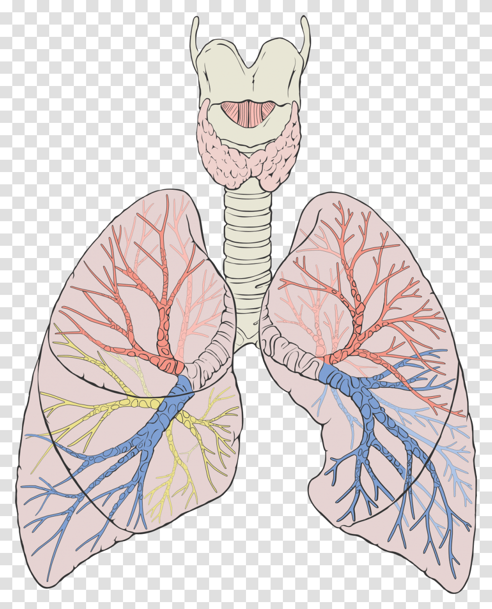 Lungs Diagram, Apparel, Drawing Transparent Png